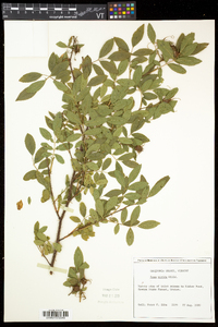 Rosa nitida image