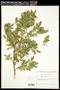 Rosa nitida image