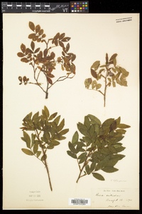 Rosa nitida image