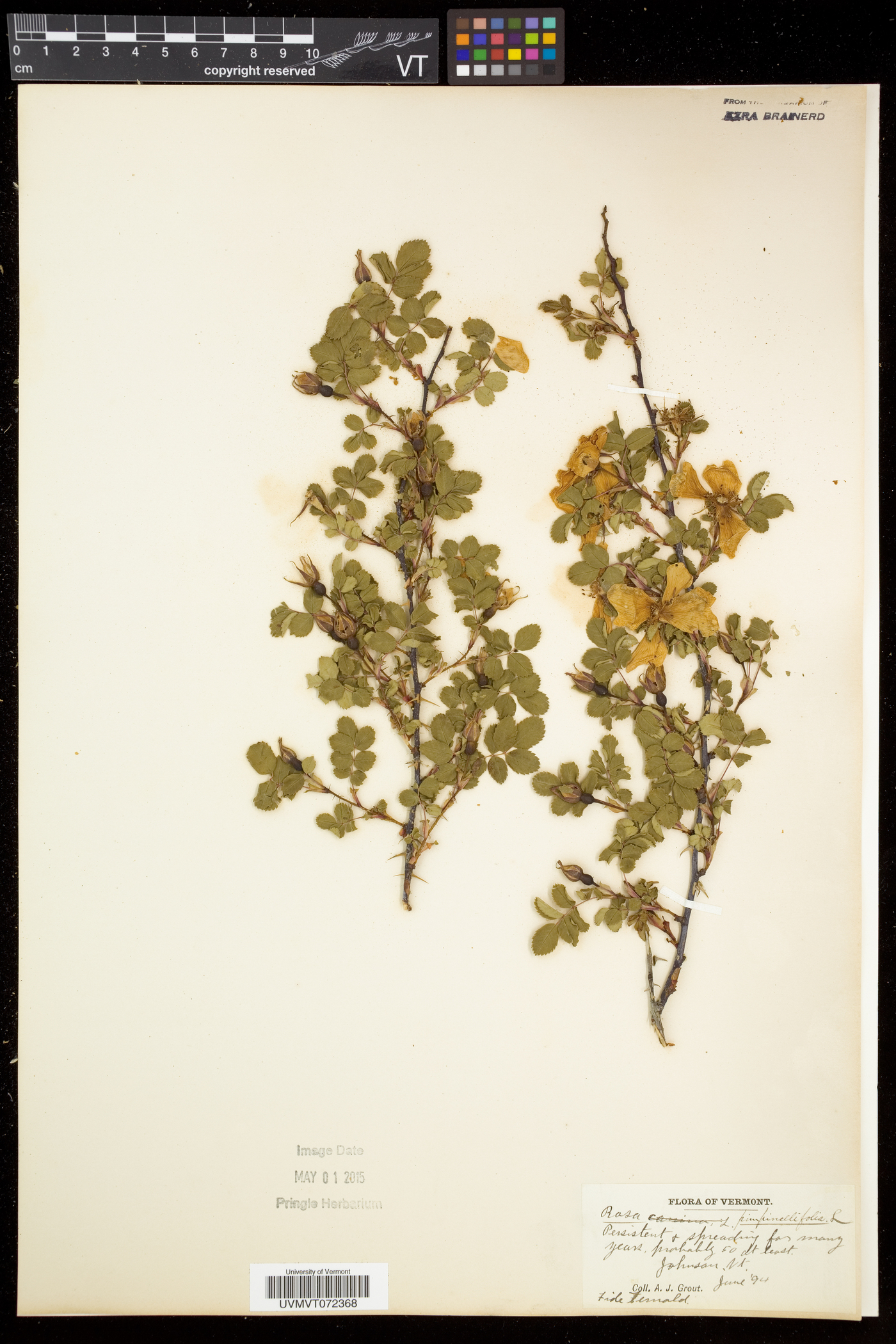 Rosa spinosissima image