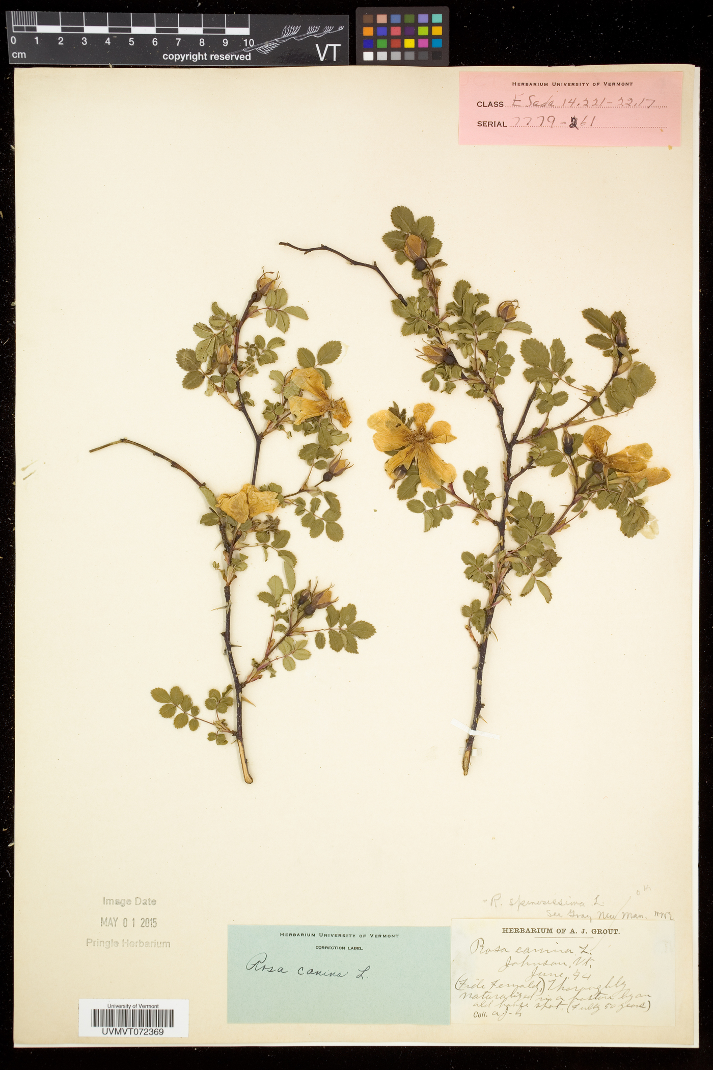 Rosa spinosissima image