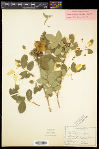 Rosa virginiana image