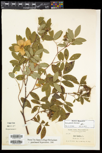 Rosa palustris image