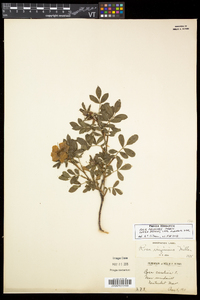 Rosa palustris image