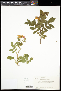 Rosa virginiana image