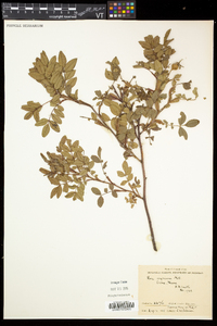 Rosa virginiana image