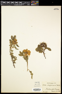 Rosa virginiana image