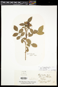 Rosa virginiana image