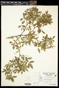 Rosa virginiana image