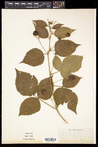 Rubus frondosus image