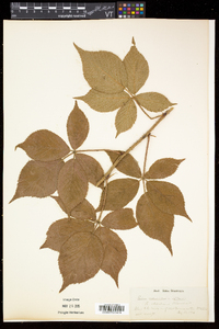 Rubus frondosus image