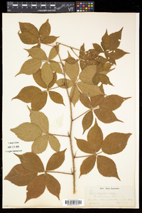 Rubus frondosus image