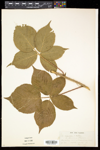 Rubus frondosus image