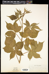 Rubus frondosus image