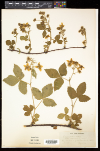 Rubus frondosus image