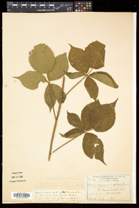 Rubus frondosus image