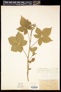 Rubus frondosus image