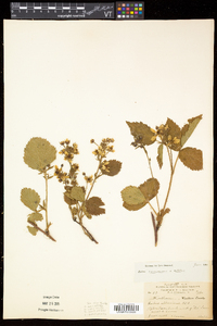 Rubus frondosus image