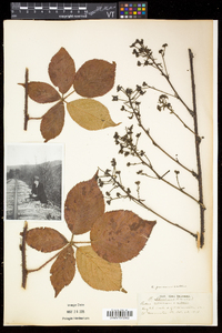 Rubus frondosus image