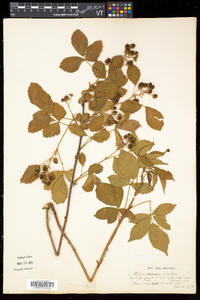 Rubus frondosus image