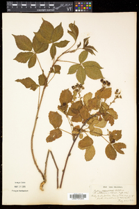 Rubus frondosus image