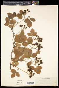 Rubus frondosus image