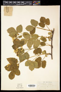 Rubus frondosus image