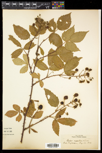 Rubus argutus image