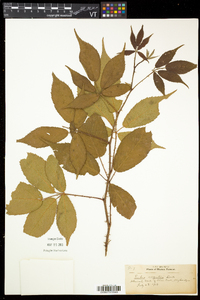 Rubus argutus image