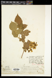 Rubus argutus image