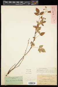 Rubus flagellaris image