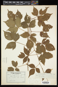 Rubus flagellaris image