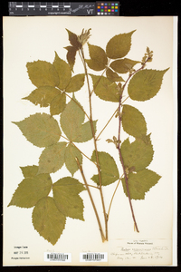 Rubus frondosus image