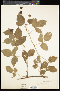 Rubus flagellaris image