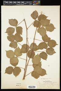 Rubus flagellaris image