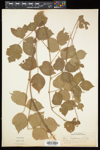 Rubus flagellaris image