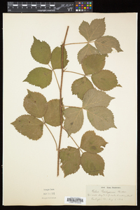 Rubus flagellaris image