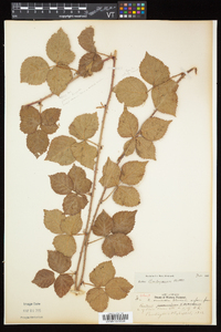 Rubus flagellaris image