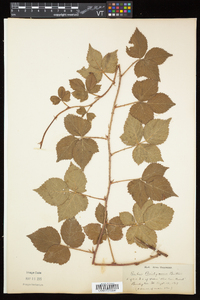 Rubus flagellaris image