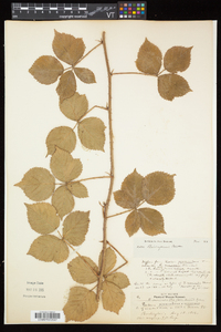 Rubus flagellaris image