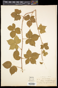 Rubus flagellaris image