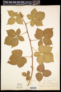 Rubus flagellaris image