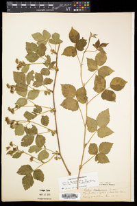 Rubus flagellaris image