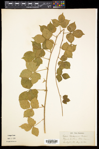 Rubus flagellaris image