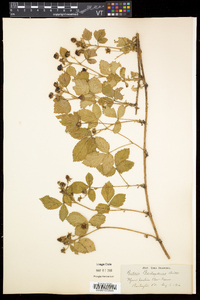 Rubus flagellaris image