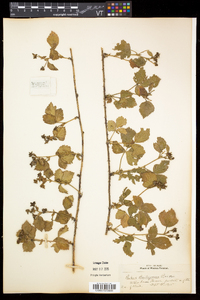 Rubus flagellaris image