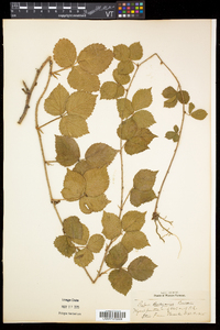 Rubus flagellaris image