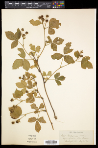 Rubus flagellaris image