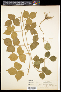 Rubus flagellaris image