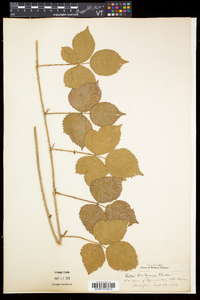 Rubus flagellaris image